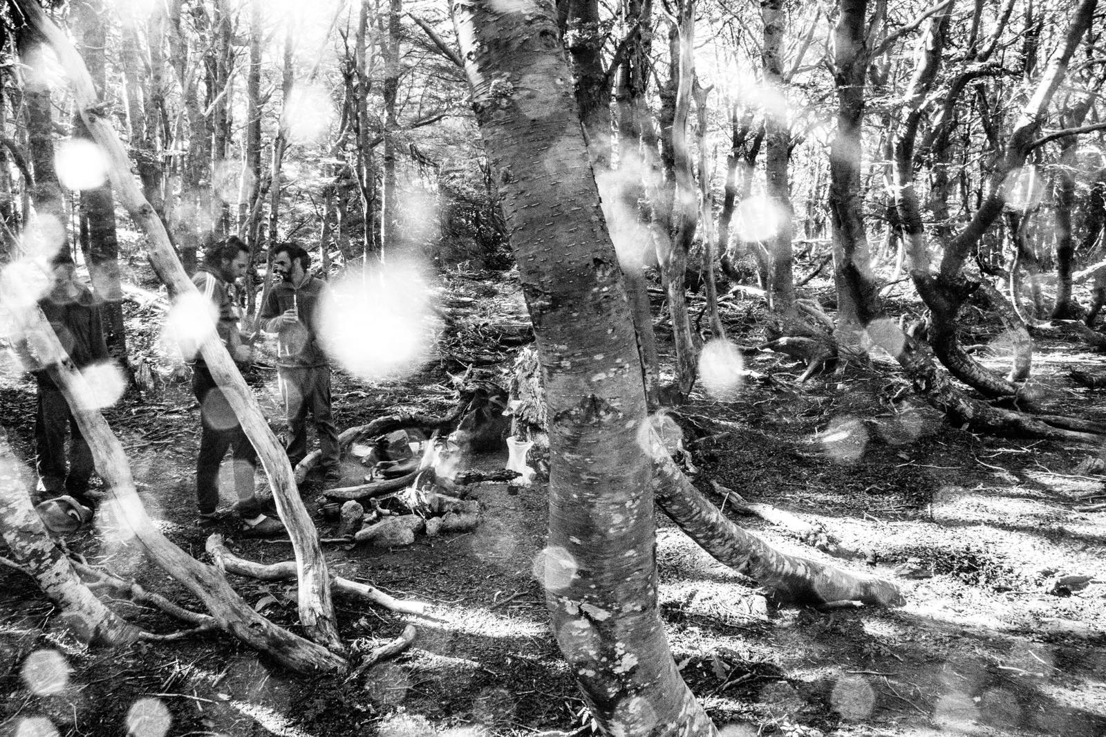 Encuentro en el bosque